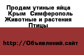 Продам утиные яйца - Крым, Симферополь Животные и растения » Птицы   